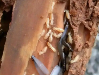 武侯白蚁防治公司分享别墅庭院白蚁综合治理，告别绿植虫害入户难题